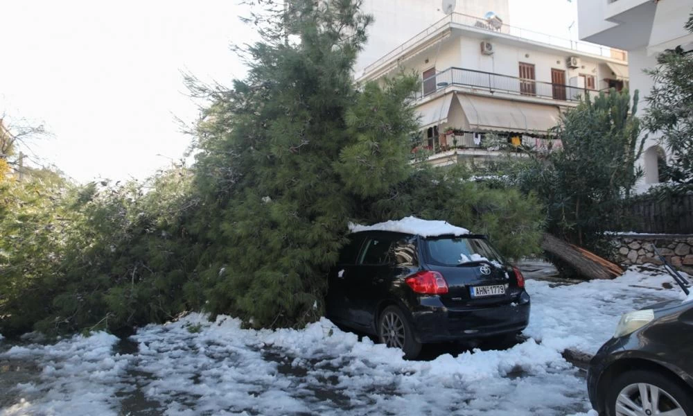 Αυτοί είναι οι δήμοι που αποζημιώνουν τις ζημιές από πτώσεις δέντρων σε ΙΧ